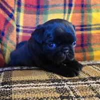 Charlie, a male Pug for sale in Hawley, PA – Photo 1 of 5