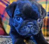 Charlie, a male Pug for sale in Hawley, PA – Photo 4 of 5