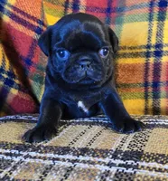 Charlie, a male Pug for sale in Hawley, PA – Photo 3 of 5