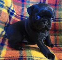 Charlie, a male Pug for sale in Hawley, PA – Photo 5 of 5