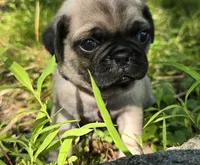Manny, a male Pug for sale in Hawley, PA – 5 of 9