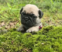 Connie, a female Pug for sale in Hawley, PA – 3 of 9