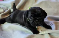 Ella, a female Pug for sale in Hawley, PA – Photo 3 of 4