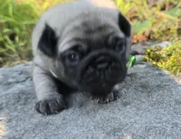 Luke, a male Pug for sale in Hawley, PA – 2 of 3