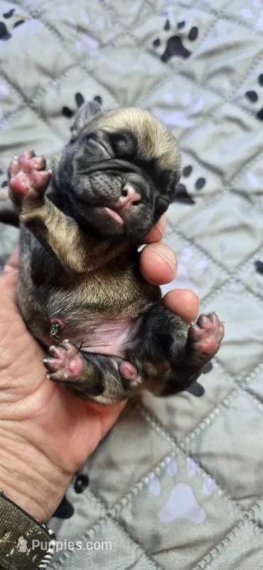 Connie – Pug puppy for sale in Hawley, PA