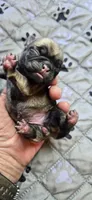 Connie, a female Pug for sale in Hawley, PA – 1 of 1