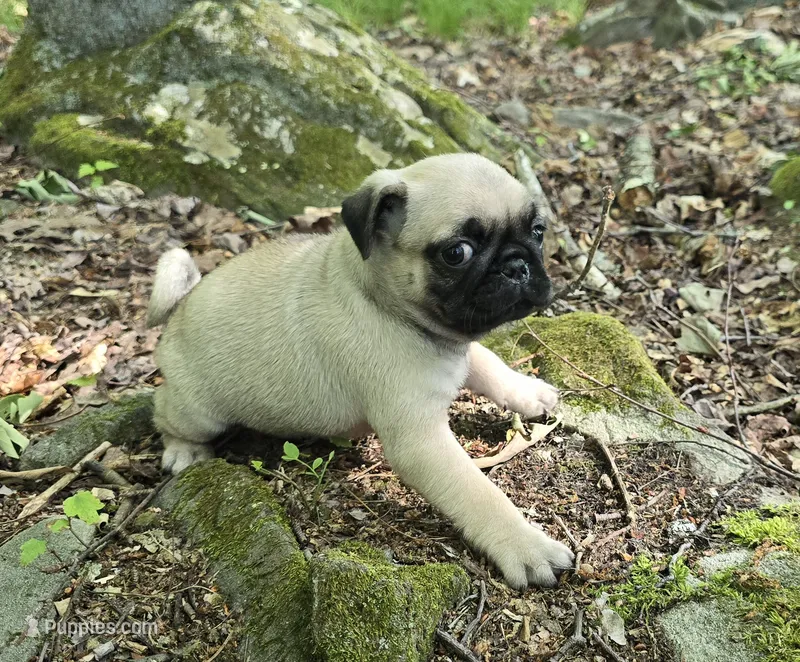 Chad – Pug puppy for sale in Hawley, PA