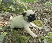 Chad, a male Pug for sale in Hawley, PA – 1 of 8
