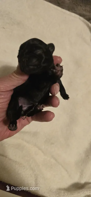 Margaret – Pug puppy for sale in Hawley, PA
