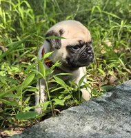 Moe, a male Pug for sale in Hawley, PA – 9 of 9