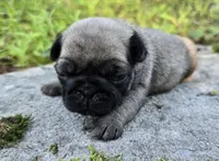 Daisy, a female Pug for sale in Hawley, PA – 4 of 4