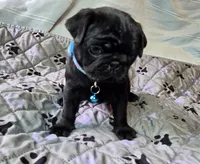 Brandy, a female Pug for sale in Hawley, PA – 6 of 7