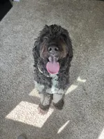 Yoofi, a female Bernedoodle for sale in Columbus, OH – Photo 6 of 6