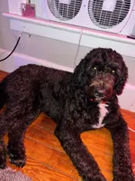 Yoofi, a female Bernedoodle for sale in Columbus, OH – Photo 5 of 6