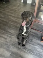 Yoofi, a female Bernedoodle for sale in Columbus, OH – Photo 3 of 6