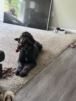 Yoofi, a female Bernedoodle for sale in Columbus, OH – Photo 4 of 6