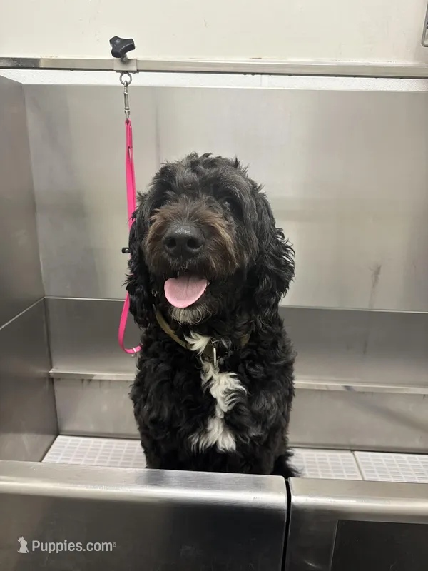 Yoofi – Bernedoodle puppy for sale in Columbus, OH