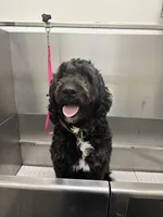 Yoofi, a female Bernedoodle for sale in Columbus, OH – Photo 1 of 6