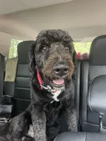 Yoofi, a female Bernedoodle for sale in Columbus, OH – Photo 2 of 6