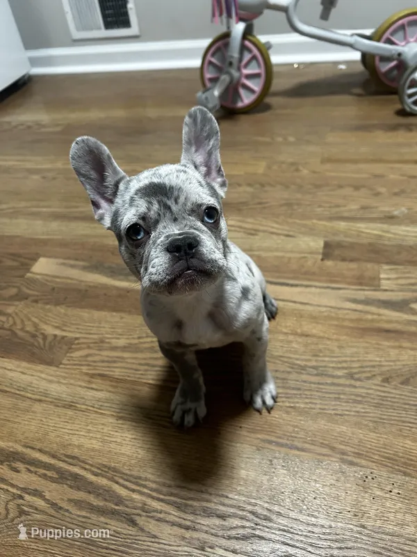 Lola – French Bulldog puppy for sale in Kansas City, MO