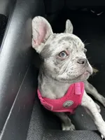 Lola, a female French Bulldog for sale in Kansas City, MO – Photo 2 of 4