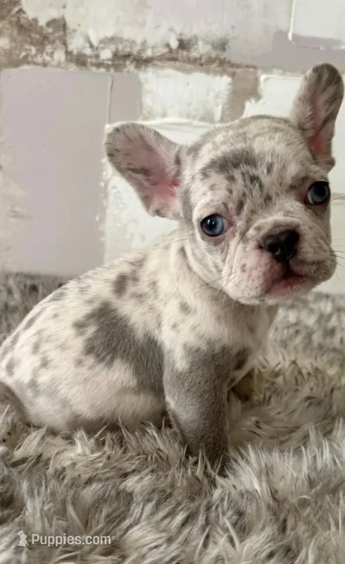 Lola – French Bulldog puppy for sale in Kansas City, MO