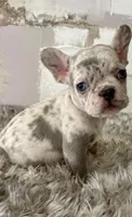 Lola, a female French Bulldog for sale in Kansas City, MO – Photo 1 of 4