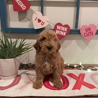 Teddy, a male Miniature Goldendoodle for sale in Indianapolis, IN – 1 of 1