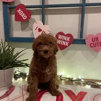 Oliver, a male Miniature Goldendoodle for sale in Indianapolis, IN – 1 of 1