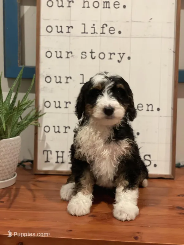 Winnie – Bernedoodle puppy for sale in Indianapolis, IN