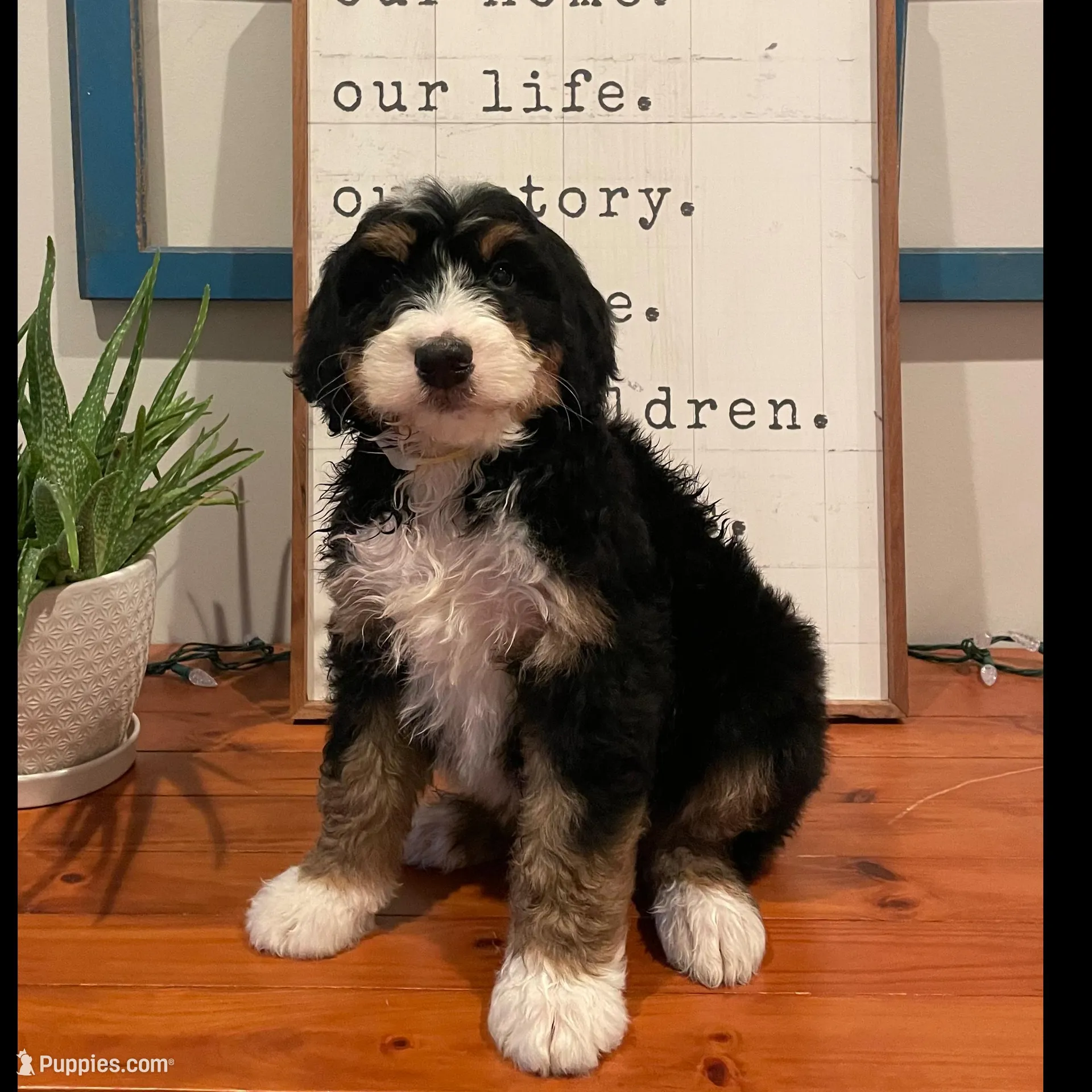 Bear, a male Bernedoodle for sale in Indianapolis, IN – Photo 1 of 1