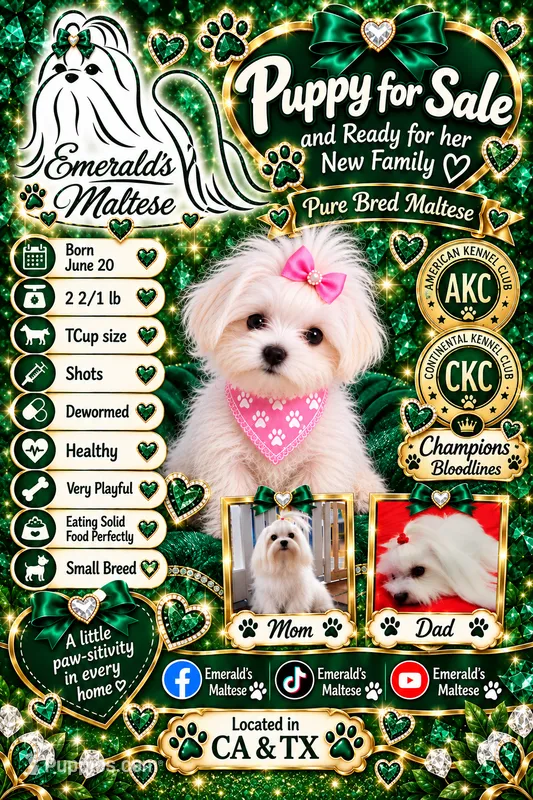 Maltese Female – Maltese puppy for sale in Los Angeles, CA