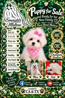 Maltese Female, a female Maltese for sale in Los Angeles, CA – 1 of 9