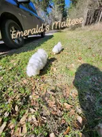Maltese female #2, a female Maltese for sale in Los Angeles, CA – 5 of 6