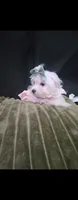 Maltese female #2, a female Maltese for sale in Los Angeles, CA – 2 of 6