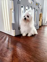 Maltese female #2, a female Maltese for sale in Los Angeles, CA – 6 of 6