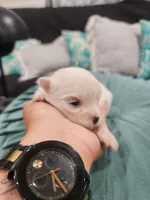 Maltese female #2, a female Maltese for sale in Los Angeles, CA – 3 of 6