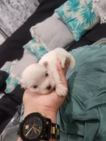 Maltese Female, a female Maltese for sale in Los Angeles, CA – 4 of 9