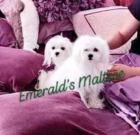 Maltese female #2, a female Maltese for sale in Los Angeles, CA – 1 of 6