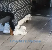 Maltese Female, a female Maltese for sale in Los Angeles, CA – 3 of 9