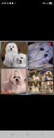 Maltese Female, a female Maltese for sale in Los Angeles, CA – 9 of 9