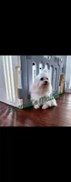 Maltese Female, a female Maltese for sale in Los Angeles, CA – 7 of 9