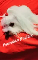 Maltese female #2, a female Maltese for sale in Los Angeles, CA – 4 of 6