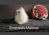 Maltese Female, a female Maltese for sale in Los Angeles, CA – 8 of 9