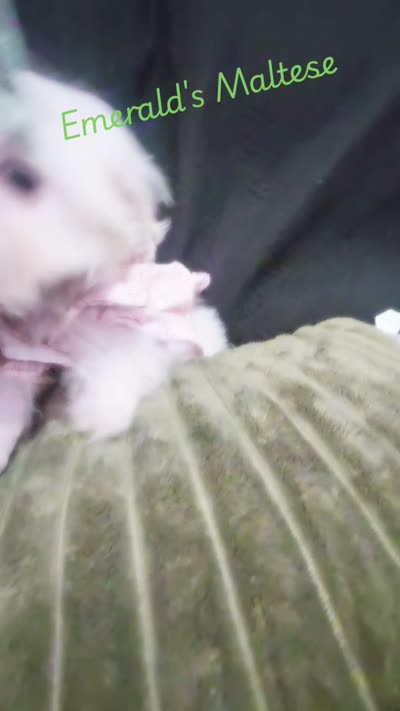 Maltese Female, a female Maltese for sale in Los Angeles, CA – 2 of 9