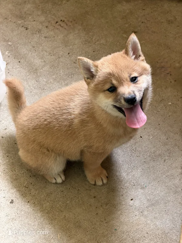 Blossom – Shiba Inu puppy for sale in Crowley, TX