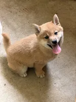 Blossom, a female Shiba Inu for sale in Crowley, TX – 1 of 1