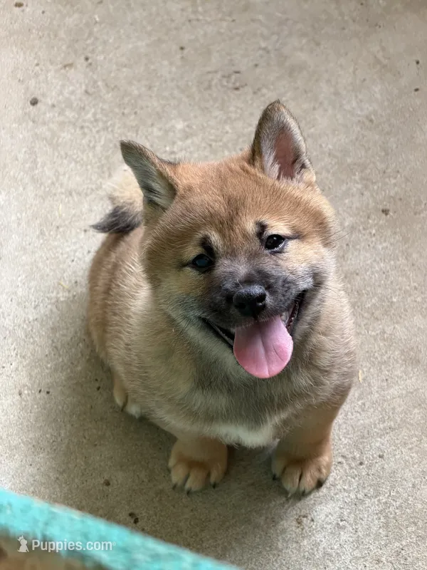 Chewie  – Shiba Inu puppy for sale in Crowley, TX