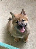 Chewie , a male Shiba Inu for sale in Crowley, TX – 1 of 1