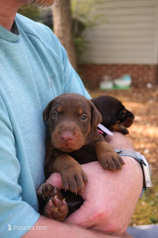 Fred – Doberman Pinscher puppy for sale in Lancaster Mill, SC